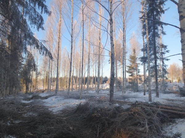 Koivikon kakkosharvennus