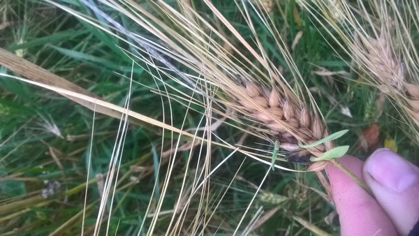 WP_20170920_18_19_43_Pro.jpg