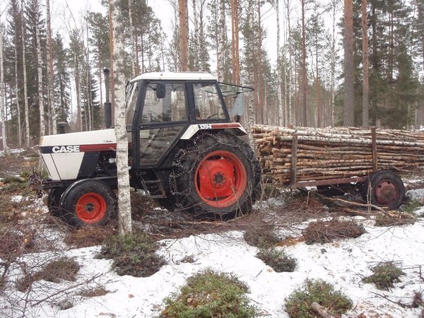 Metsähommia 003.JPG